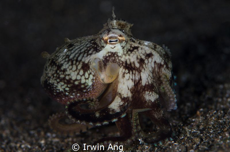 I N V E R T E B R A T E
Octopus (Octopoda)
Anilao, Phil... by Irwin Ang 