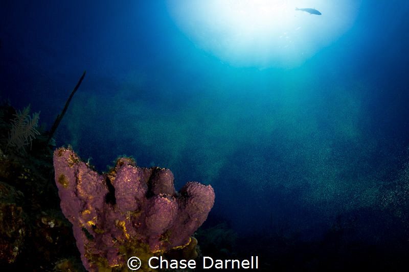 "Green Snow"
A Sponge spawning on the edge of the wall. by Chase Darnell 
