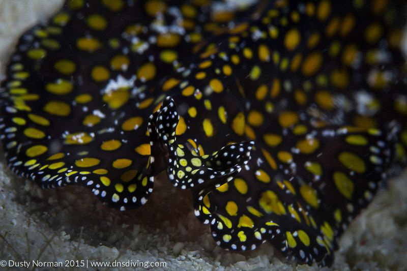"Flatworm Smile"
This Leopard Flatworm was found in the ... by Dusty Norman 