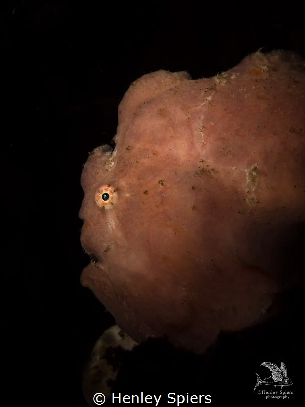 Profile of a Moody Giant Frogfish
Olympus EM5, Olympus 6... by Henley Spiers 