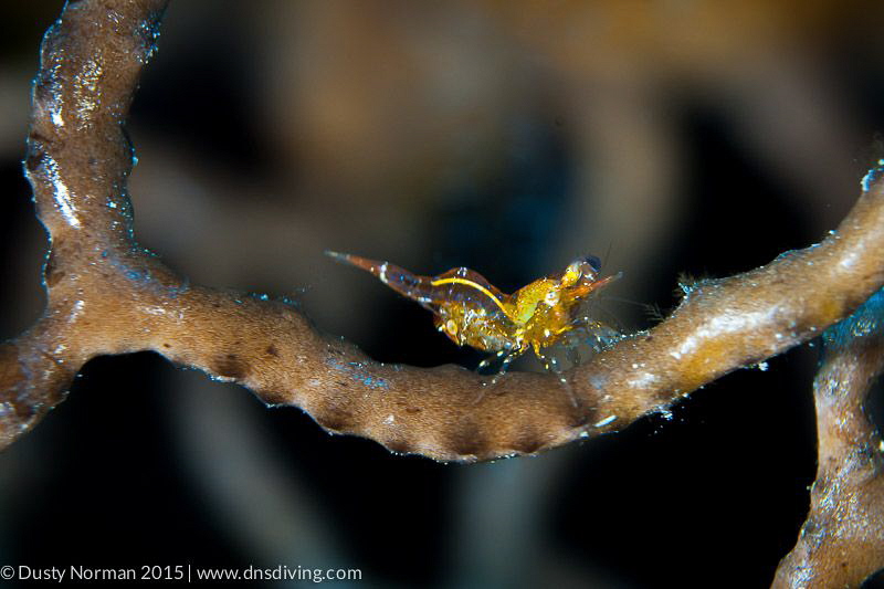 "Colorful Shrimp"
This is a new find for me in Cayman. I... by Dusty Norman 