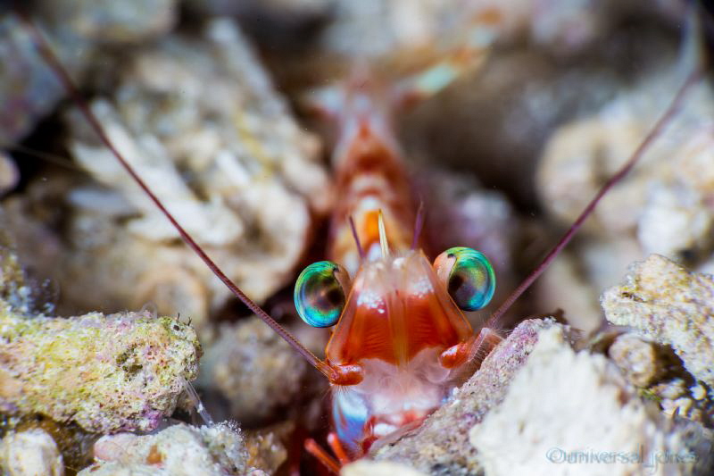 "Shrimp in the Shallow depth" by Wayne Jones 