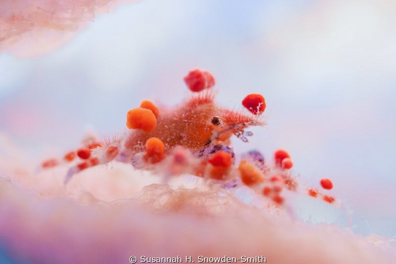Tiny cryptic teardrop crab just inside a vase sponge. by Susannah H. Snowden-Smith 