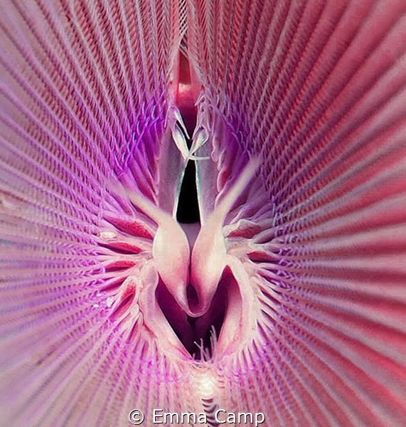 This is a close-up macro shot of the inside of a Feather ... by Emma Camp 