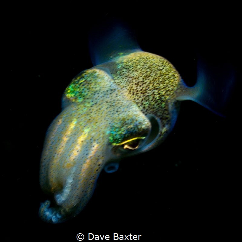 bobbit squid by Dave Baxter 