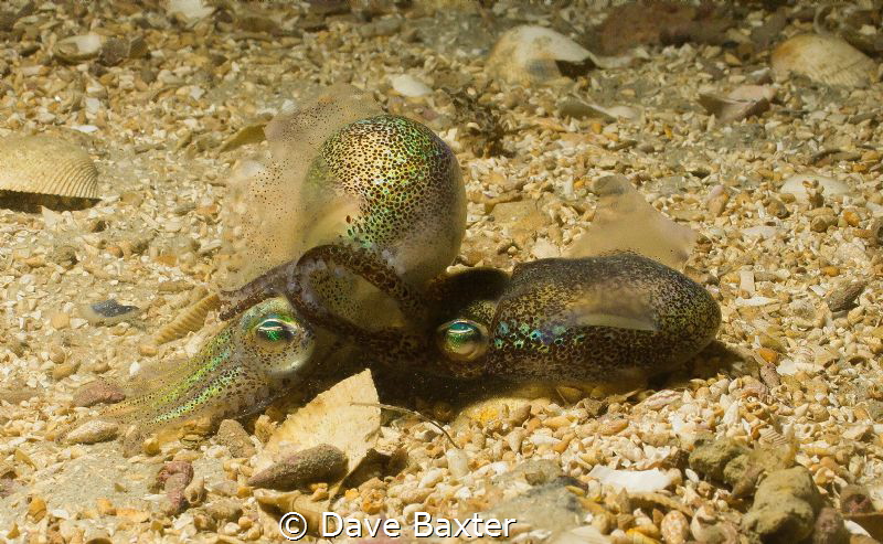 mating squid by Dave Baxter 