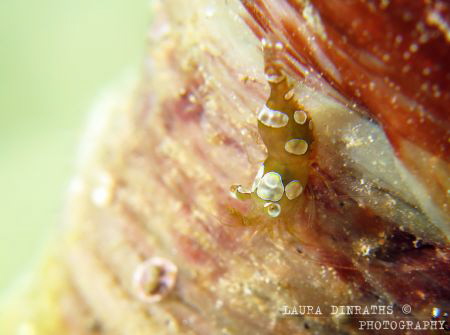 Squat cleaner shrimp on tube anemone by Laura Dinraths 