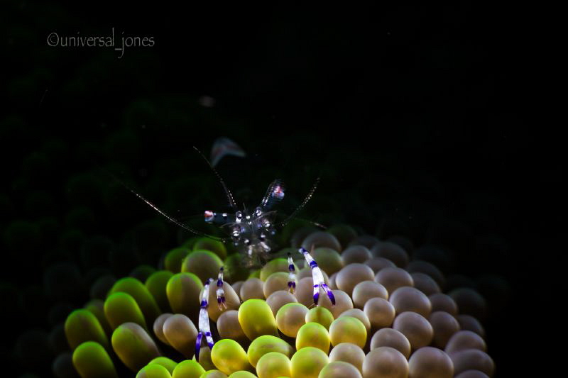 Small anemone shrimp snooted for effect by Wayne Jones 
