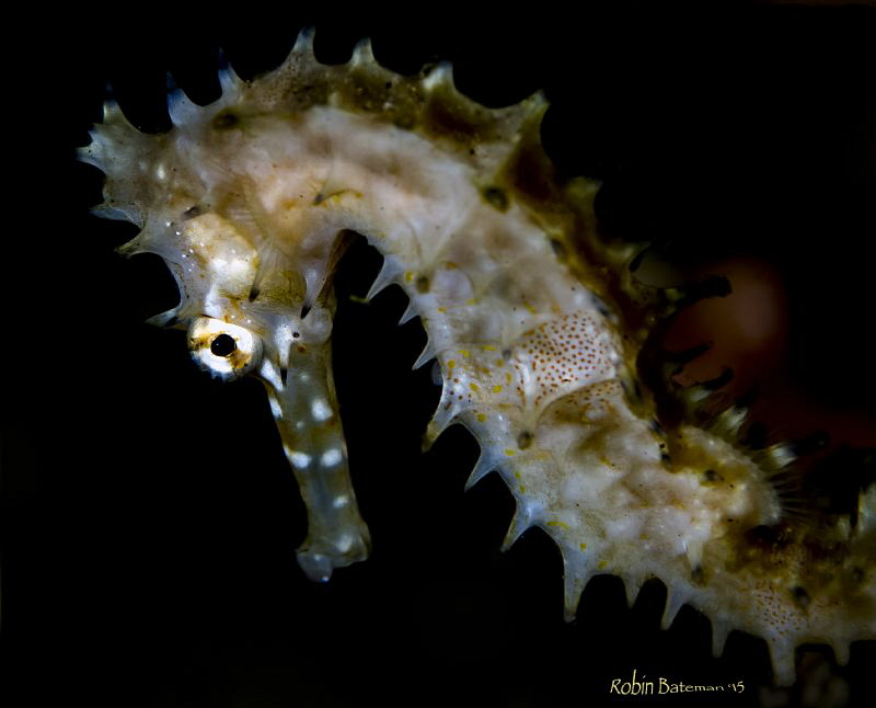 Small Sea Horse in Dumaguete Phillipines - by Robin Bateman 