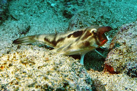 Nik.D2x-Galapagos-wolf island-redlip batfish by Manfred Bail 
