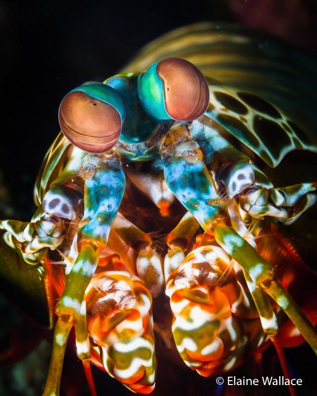Peacock mantis shrimp, no eggs - pity!  Unusually not run... by Elaine Wallace 