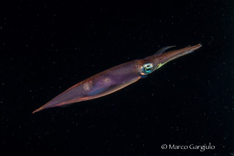 squid by Marco Gargiulo 