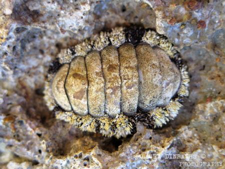 Chiton (polyplacophore, mollusc) in low tide intertidal zone by Laura Dinraths 