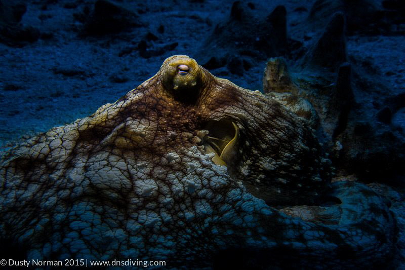 "Spot Light" 
An Octopus protecting his prized conch she... by Dusty Norman 
