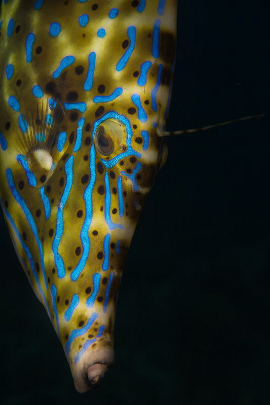 "Blue Beauty"
This Filefish's color was amazing. After s... by Chase Darnell 