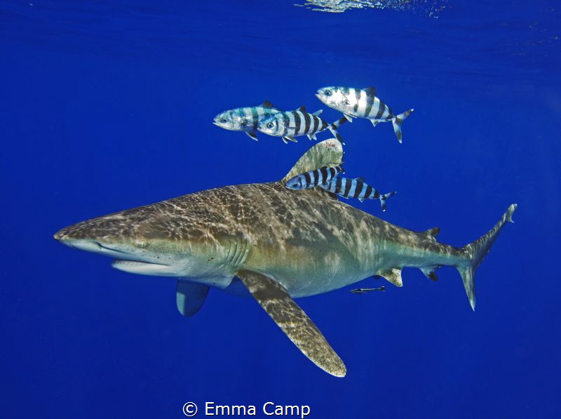 Oceanic whitetip with pilot fish by Emma Camp 