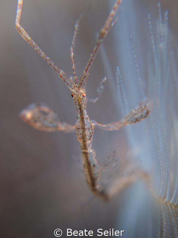 Skelleton shrimp by Beate Seiler 