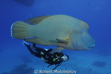 Giant Napoleon Fish by Robert Malolepszy 