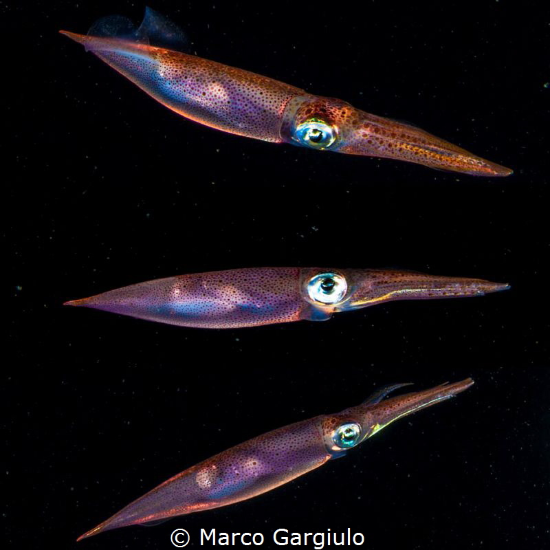 squid composition by Marco Gargiulo 