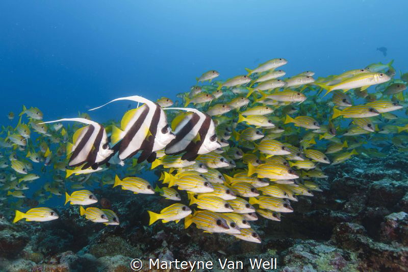 Bannerfishes with shoal of snappers by Marteyne Van Well 