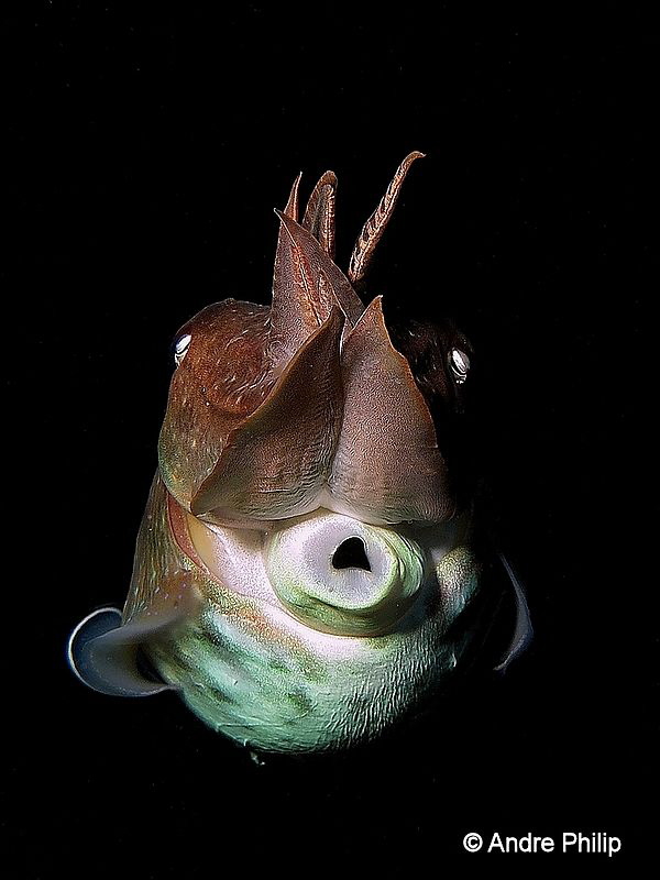 "Whistleblower? ;-)" - The smart cuttlefish by Andre Philip 
