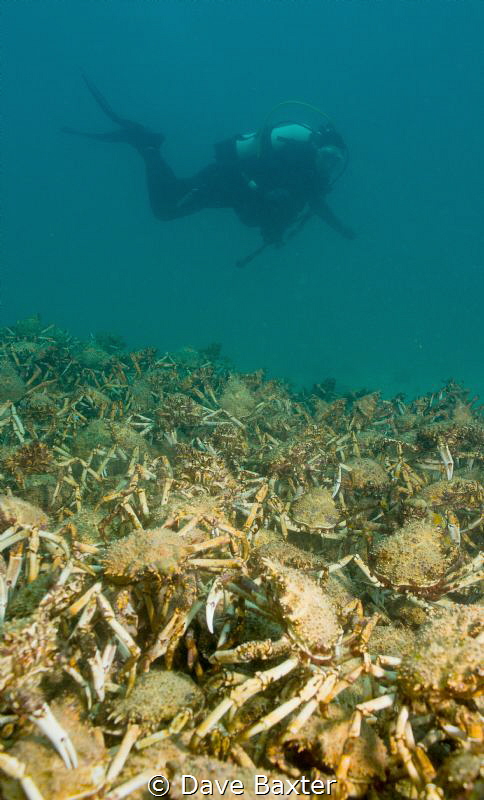 The annual spider crab migration with diver by Dave Baxter 