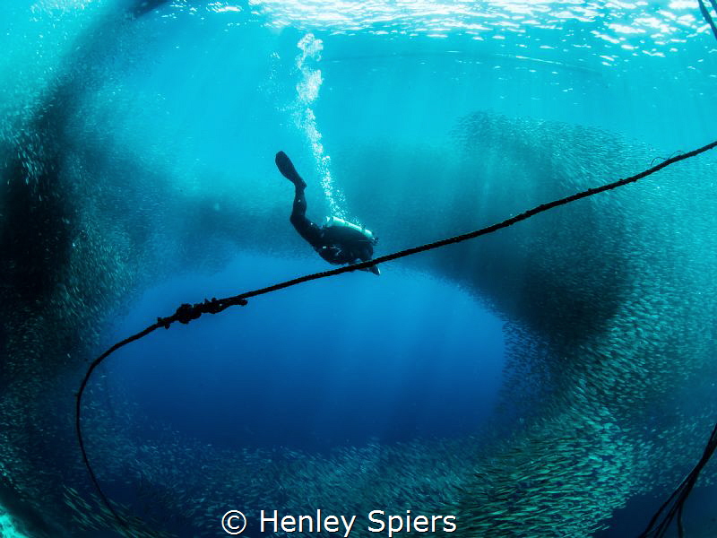 Diver & Sardine Ball by Henley Spiers 