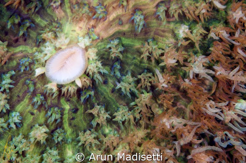 warty corallimorph abstract by Arun Madisetti 