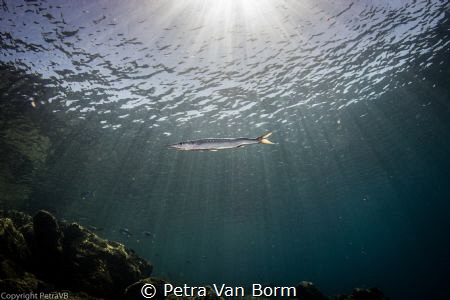 resident hunchback barracuda by Petra Van Borm 