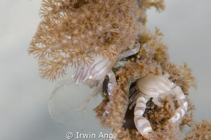 D U A L
Soft croal porcelain crab (Lissoporcellana nakas... by Irwin Ang 