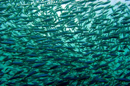 big school of fish in Curacao by Martin Van Gestel 