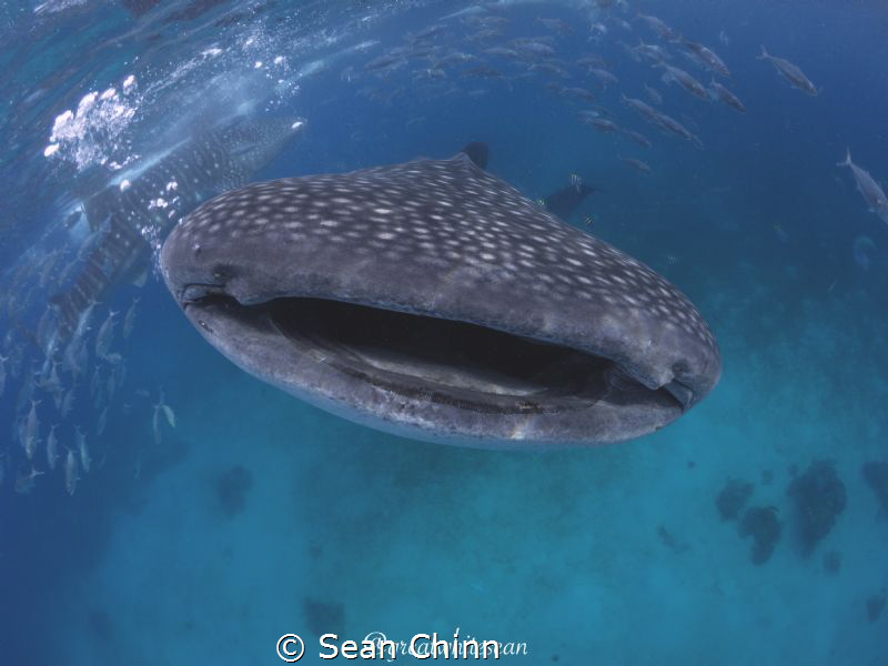 Smile for the camera. My 1st whale shark encounters and I... by Sean Chinn 