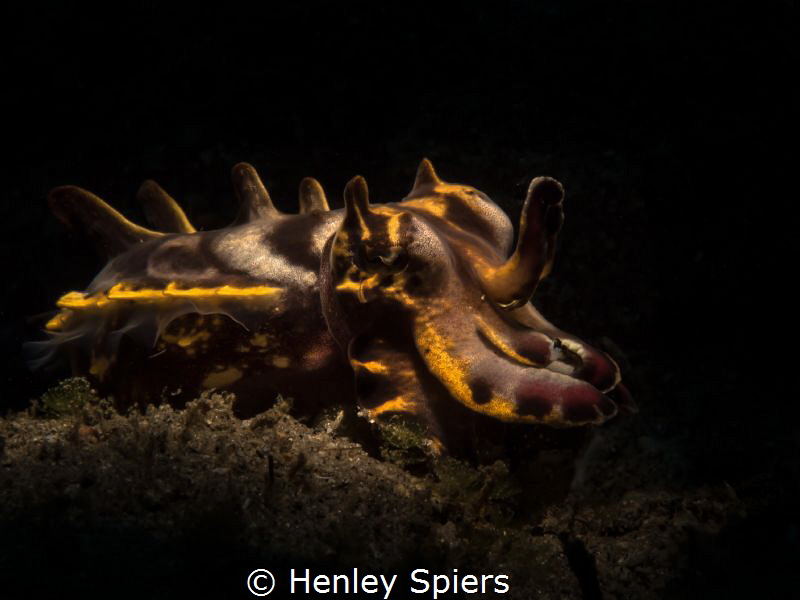 Flamboyant Cuttlefish (Metasepia pfefferi)
Dumaguete, Ph... by Henley Spiers 