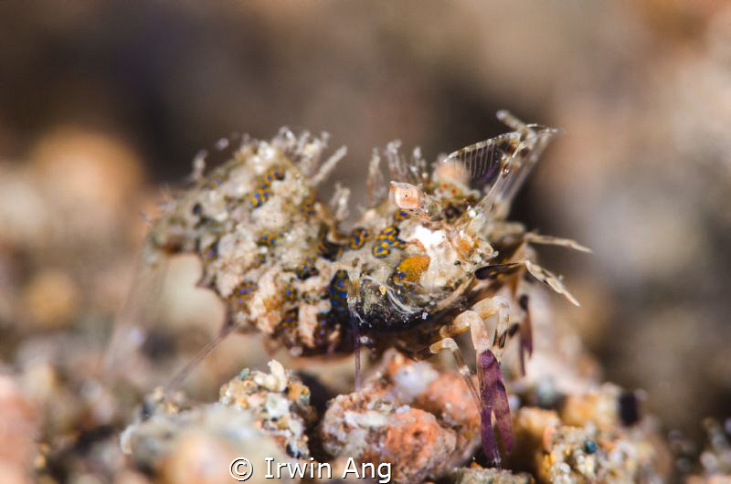 S I M P L E X
Simplex shrimp (Phyllognathia simplex)
An... by Irwin Ang 