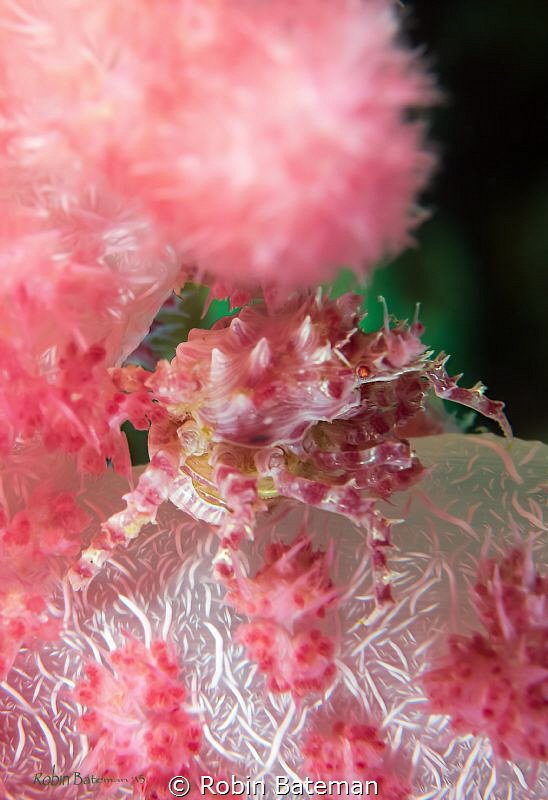 Pregnant Candy Crab hiding on the soft coral in Puerto Ga... by Robin Bateman 