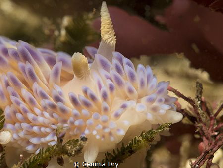 Flaming Glory - Gasflame Nudibranch - Walker Bay Hermanus by Gemma Dry 