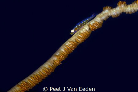 Gobie on whip coral by Peet J Van Eeden 