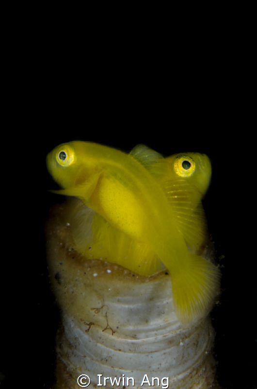X - S T Y L E
Yellow clown goby with eggs (Gobiodon okin... by Irwin Ang 