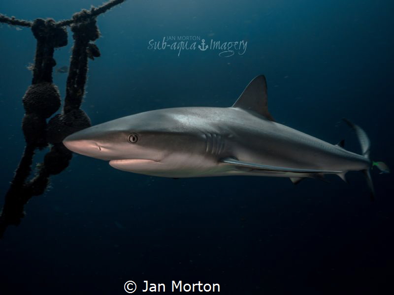 Shark on the Ray of Hope by Jan Morton 