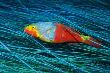 "Speed". A canarian parrot-fish flying over the sea-grass... by Arthur Telle Thiemann 