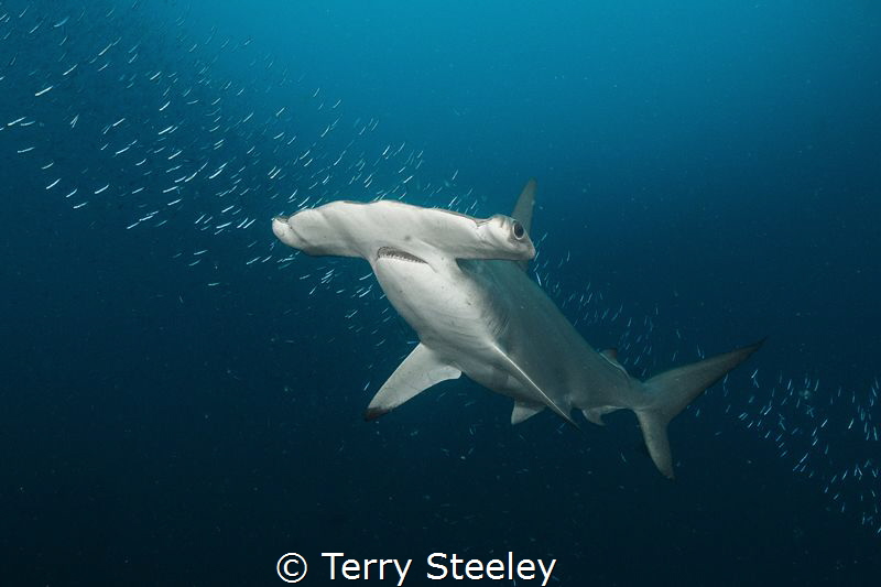 Hammer time. The über shy scalloped hammerhead shark was ... by Terry Steeley 