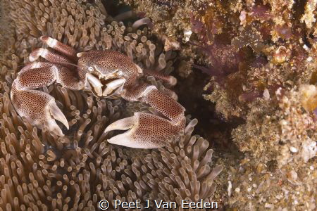 










Porcelain Crab guarding its home
 by Peet J Van Eeden 