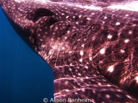 Gill shot, Whale Shark by Alison Ranheim 