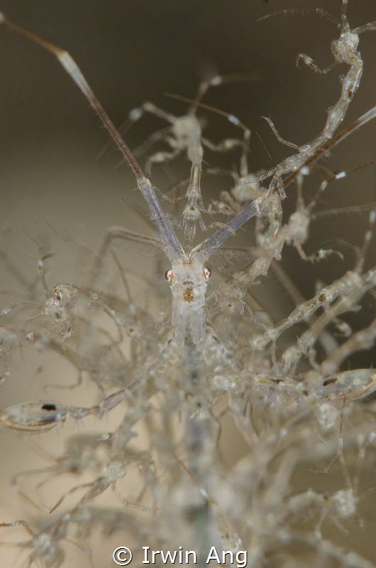 M O T H E R 
Skeleton shrimp with baby (Caprellidae)
An... by Irwin Ang 