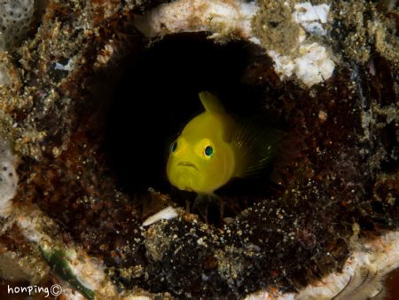 Yellow goby home alone by Hon Ping 