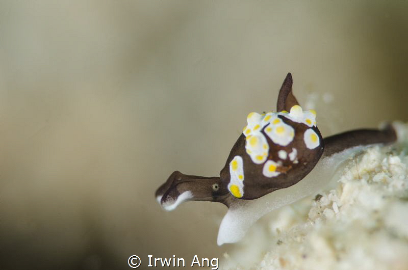 Y O L K
Sea slug (Colpodaspis thompsoni)
Anilao, Philip... by Irwin Ang 