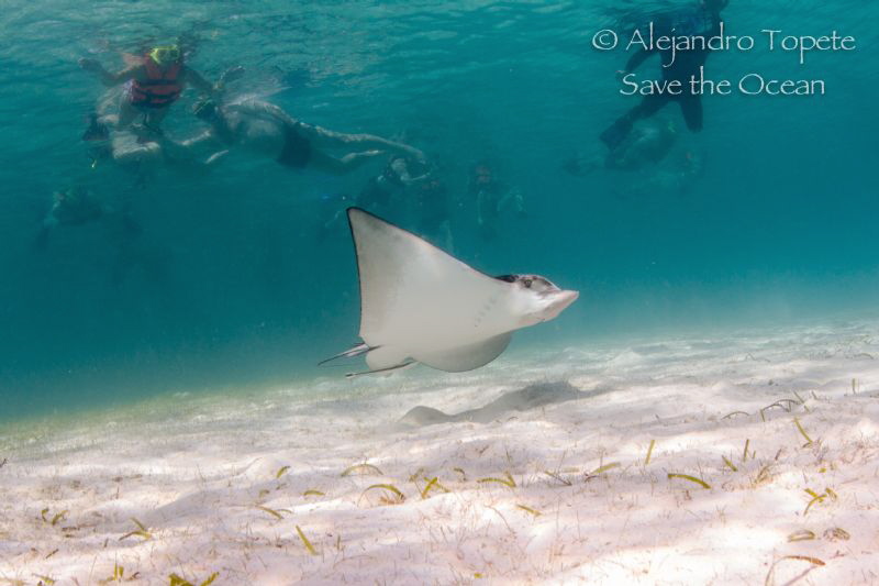 Eagle Ray with snorkelers, Akumal Mexico by Alejandro Topete 