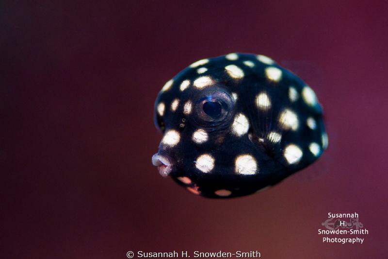Juvenile Boxfish.  This boxfish was bobbing and around co... by Susannah H. Snowden-Smith 