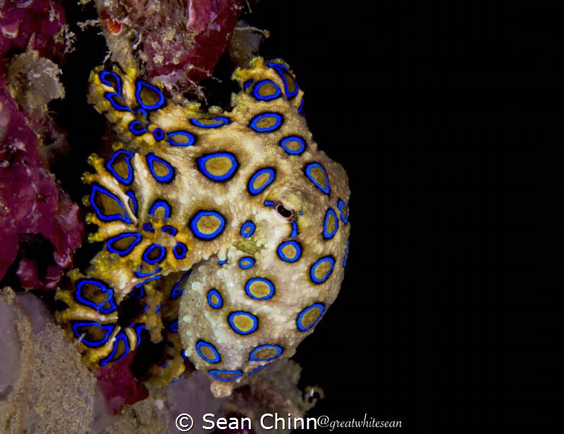 Beautiful blue ring I found by myself on a night dive on ... by Sean Chinn 