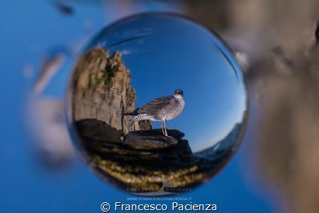 [:b:]Emisphere[:/b:]
Seagull by Francesco Pacienza 